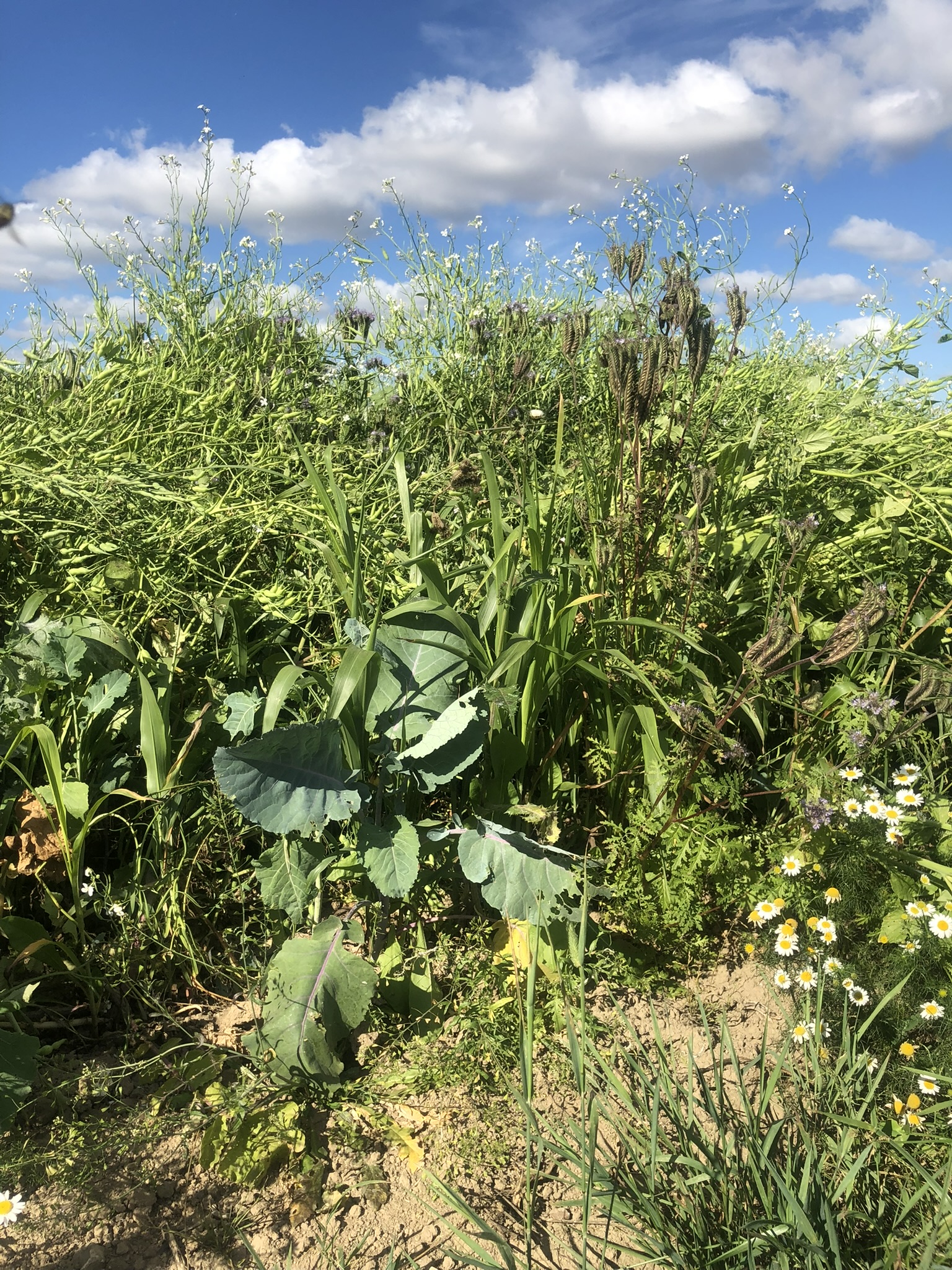 Fr� til vildtpleje