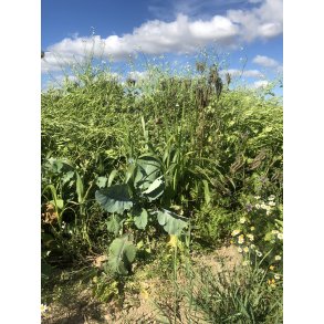 Fr� til vildtpleje