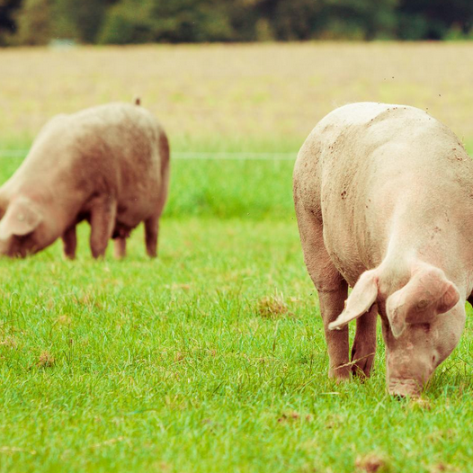 �kologisk gr�sfr�