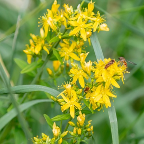 Alm. agerm�ne - Agrimonia eupatoria - ca. 350 fr�