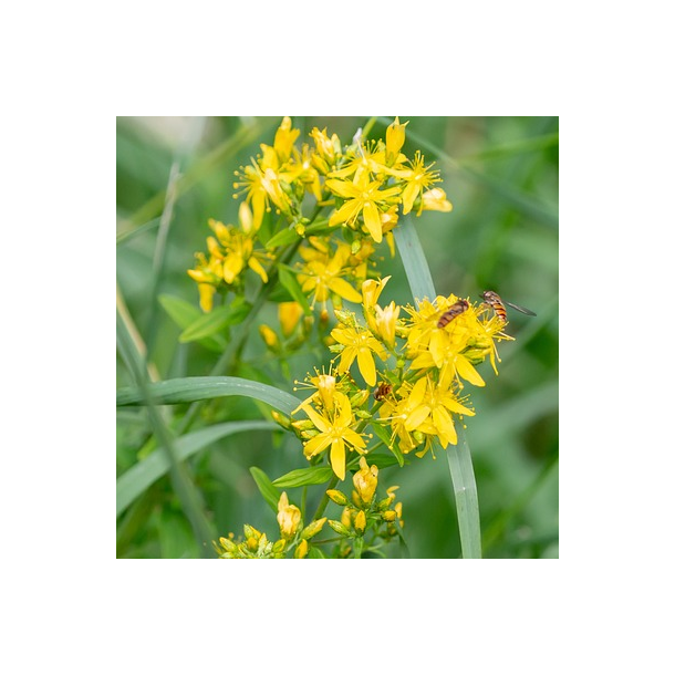 Alm. agerm�ne - Agrimonia eupatoria - ca. 350 fr�