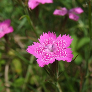 Bakke-nellike - Dianthus deltoides - ca. 40.000 fr�