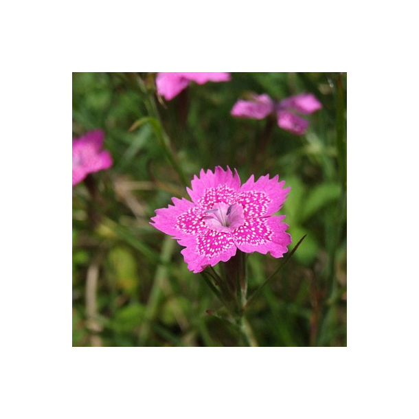 Bakke-nellike - Dianthus deltoides - ca. 40.000 fr�