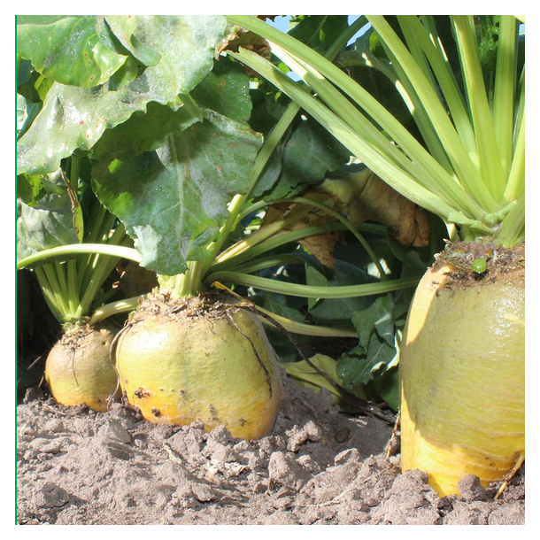 Foderroe - 'Bangor' - 1 UNIT 