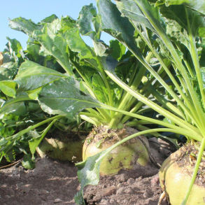 Bioenergiroe - 'Bergman' - 1 UNIT