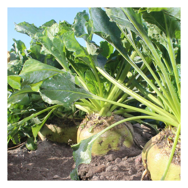 Bioenergiroe - 'Bergman' - 1 UNIT