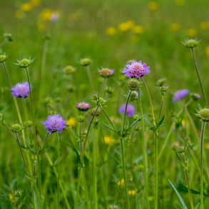 Bl�hat - Knautia Arvensis - ca. 2.000 fr�