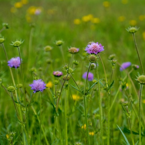 Blhat - Knautia Arvensis - ca. 2.000 fr