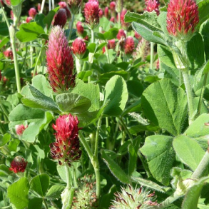 �KO Blodkl�ver - 1 kg