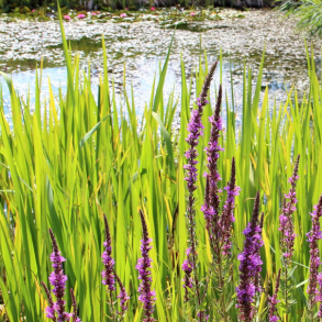 Blomsterblanding til LAR - 250 gram | DLF