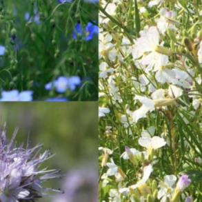 Blomsterbrak POWER - 15 kg | DLF