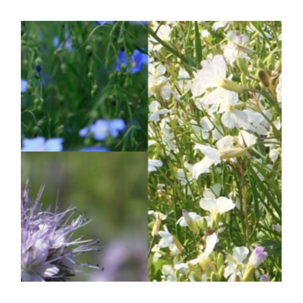 Blomsterbrak POWER - 15 kg | DLF