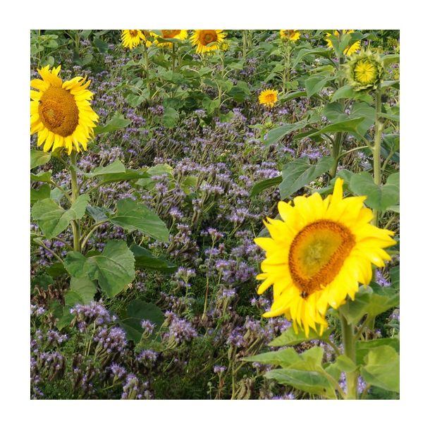 Blomsterbrak 1-�rig med solsikker - 15 kg  | DLF