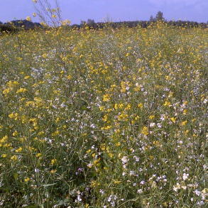 Boost Mixture - 5 kg | Your Countryside