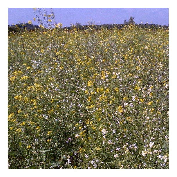 Boost Mixture - 5 kg | Your Countryside