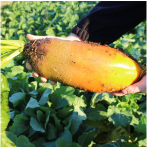 Fodersukkerroe - 'Brigadier' - 1 kg