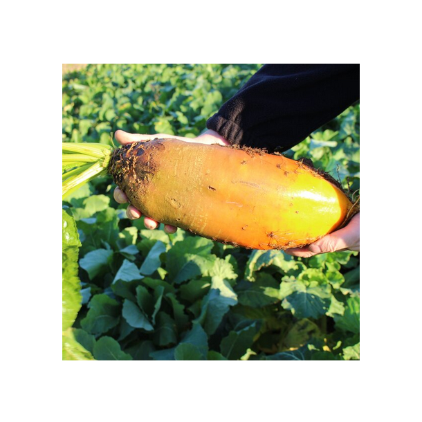 Fodersukkerroe - 'Brigadier' - 1 kg