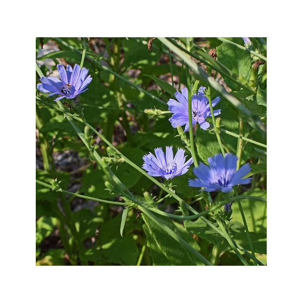 Cikorie - 1 kg