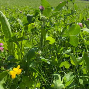 DLF Biodiversitet - 10 kg | DLF