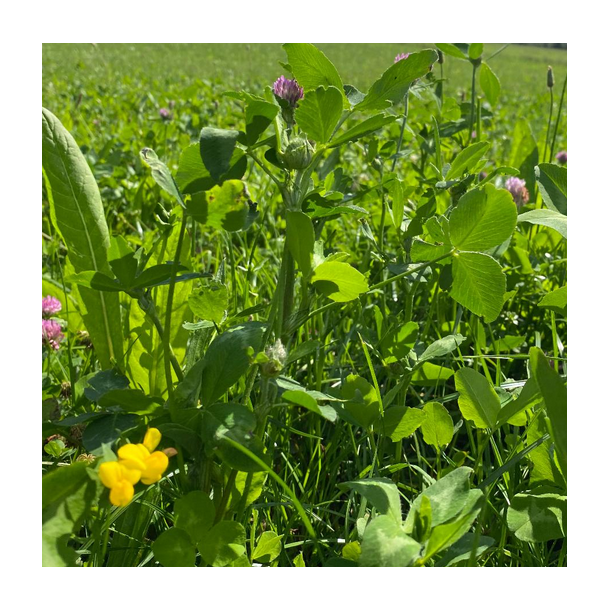 DLF Biodiversitet - 10 kg | DLF