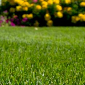 Pl�negr�s - Ornamental - 10 kg | DLF