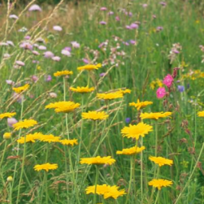 Dansk vildeng (uden grs) - 50 gram | DLF 