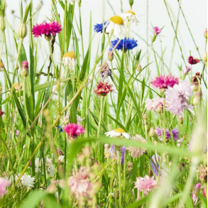 Dansk Vildeng (uden gr�s) - 1 kg | DLF