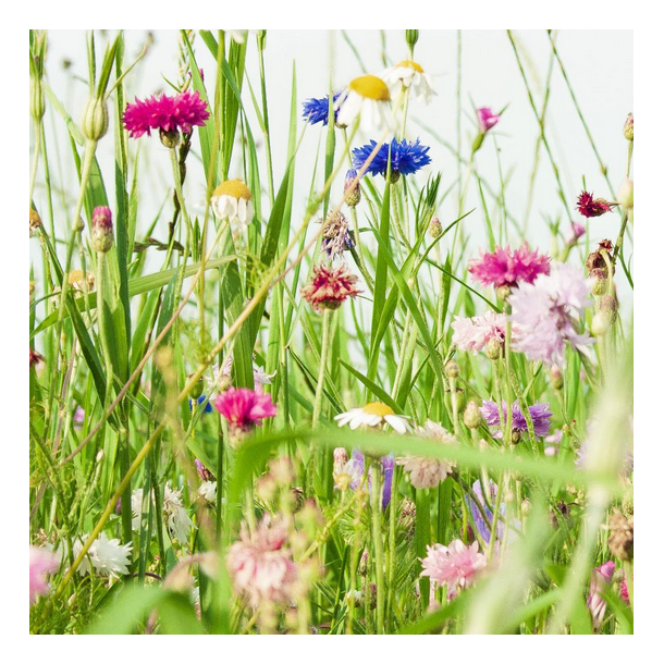 Dansk Vildeng (uden gr�s) - 1 kg | DLF