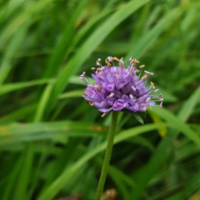 Djvelsbid - Succisa pratensis - ca. 5.000 fr