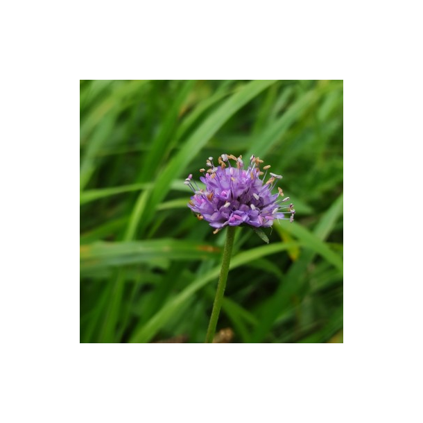 Dj�velsbid - Succisa pratensis - ca. 5.000 fr�