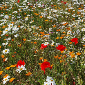 Eksklusiv staude-eng - 1 kg | DLF