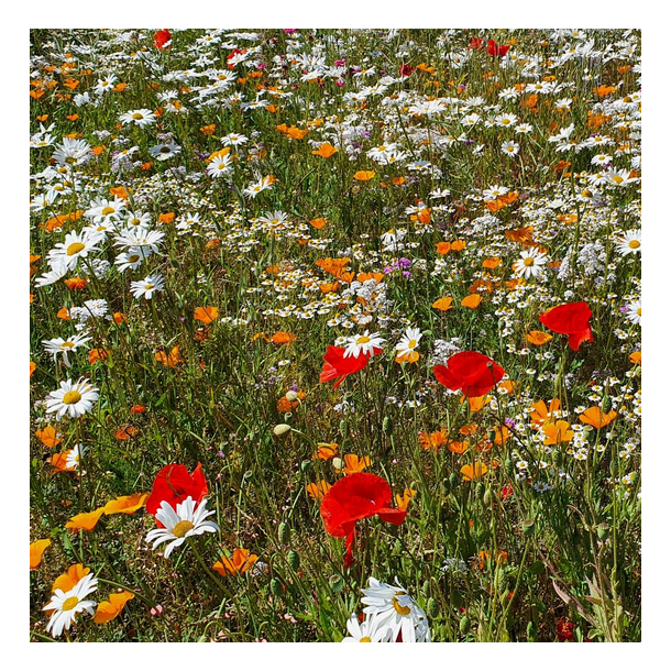 Eksklusiv staude-eng - 1 kg | DLF