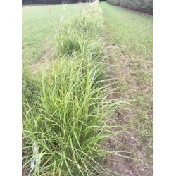 Elefantgrs - pr. stk.