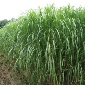 Elefantgr�s-rhizomer - s�k � ca. 500 stk.