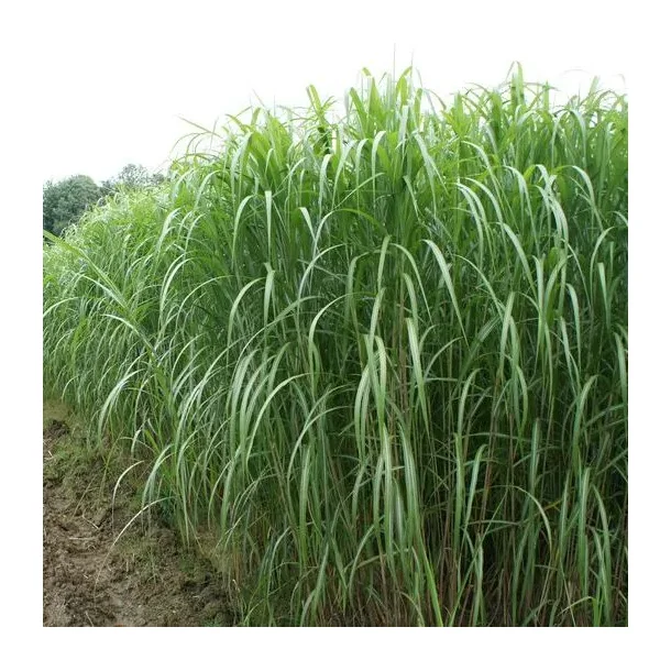 Elefantgr�s-rhizomer - s�k � ca. 500 stk.