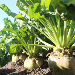 Foderroe - 'Enercombi' - 1 UNIT