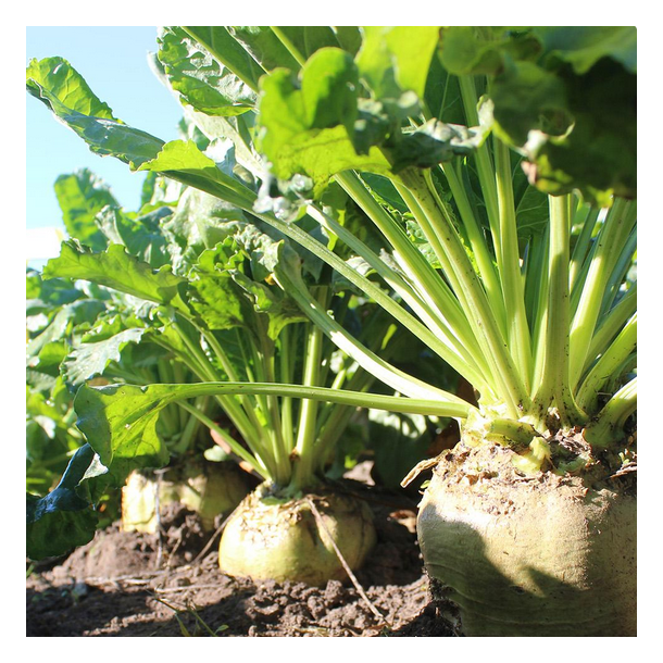 Foderroe - 'Enercombi' - 1 UNIT