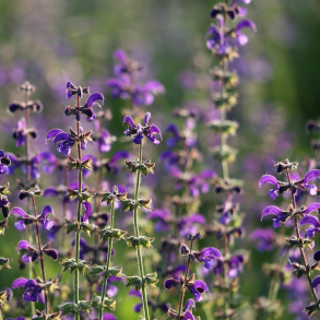 Eng-salvie - Salvia pratensis - 5.000 fr�