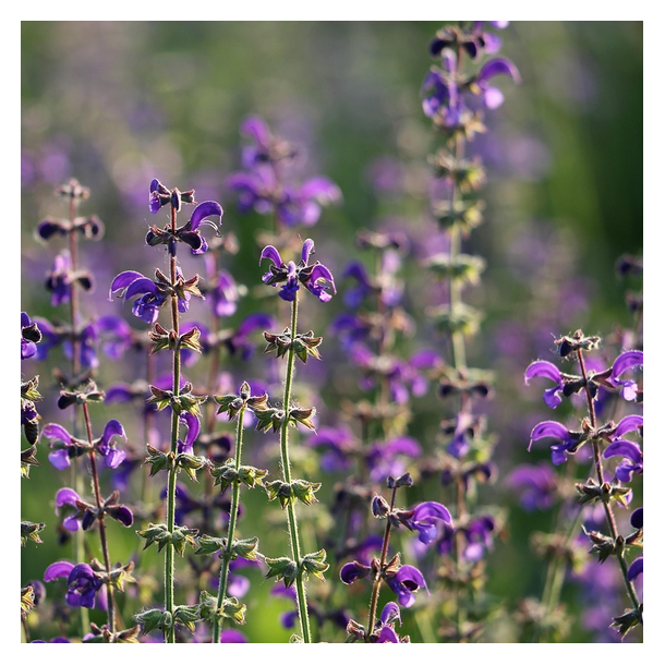 Eng-salvie - Salvia pratensis - 5.000 fr�