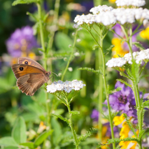 Engblanding til lerjord - 1 kg | DLF