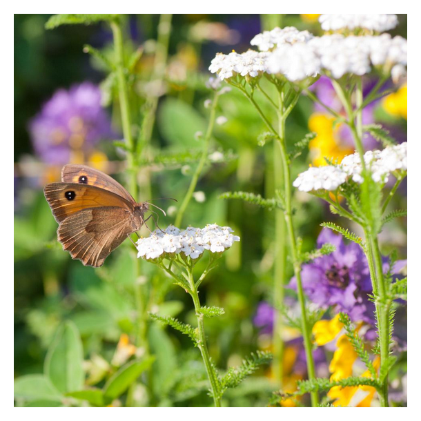 Engblanding til lerjord - 1 kg | DLF