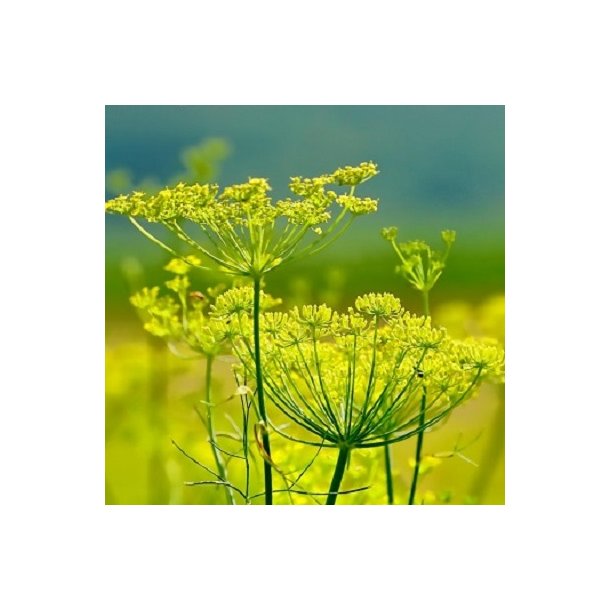 Fennikel - 0,5 kg