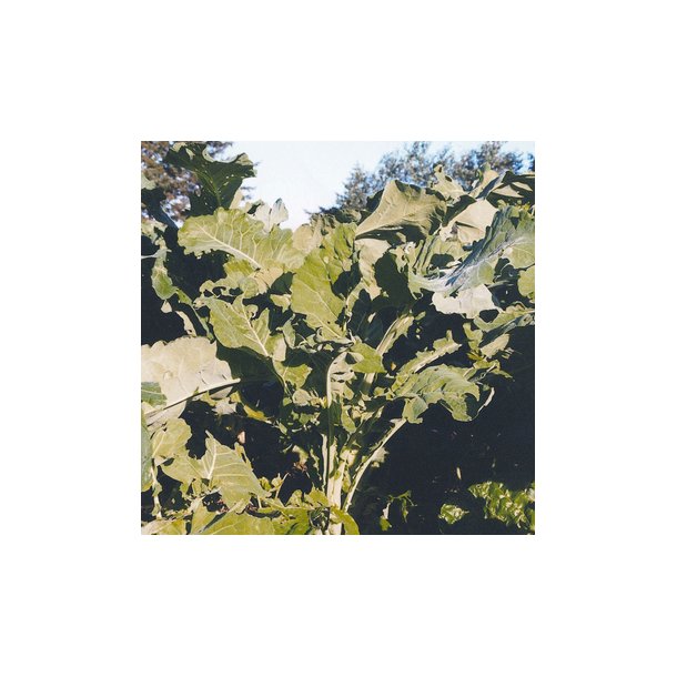 Fodermarvk�l - 1 kg