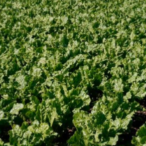 Foderoe - 'Bangor' - 1 UNIT 