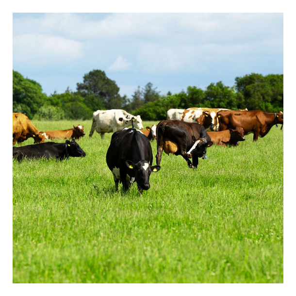 �KO ForageMax 22 - 10 kg | DLF