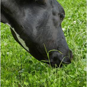 ForageMax 24 - 10 kg | DLF