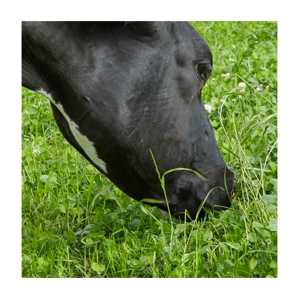 ForageMax 24 - 10 kg | DLF