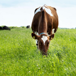 ForageMax 25 - 10 kg | DLF