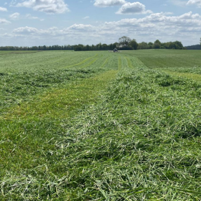 ForageMax 33 - 10 kg | DLF