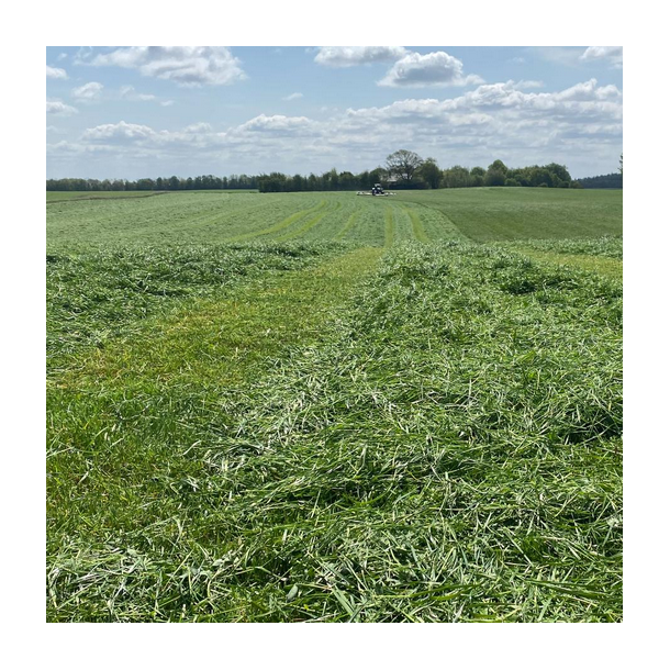 ForageMax 33 - 10 kg | DLF